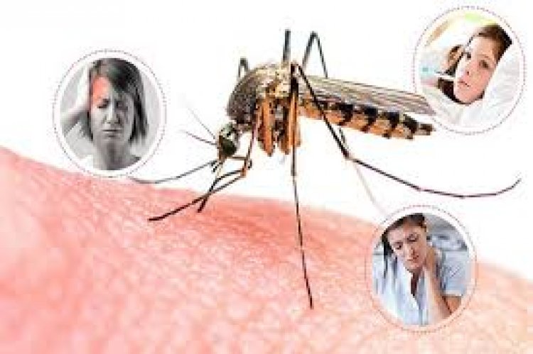 डेंगू के लक्षण: समय रहते पहचानें और बचाव करें | symptoms of dengue in hindi