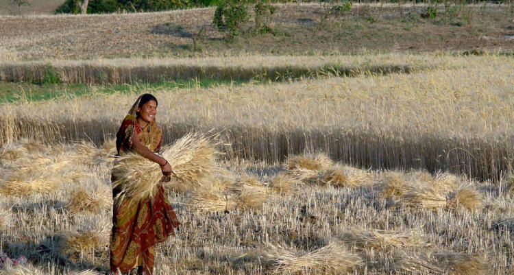 Bihar Agriculture Department: कृषि विभाग का संघटन और कार्य