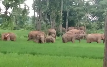 जमशेदपुर के बाजार क्षेत्र में घुसा ग्रामीण हाथी, मचा हड़कंप !