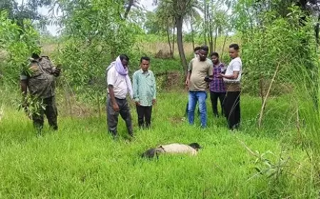 पुतरू टोल प्लाजा से 500 मीटर दूर झाड़ियों में मिला शव, हत्या की आशंका