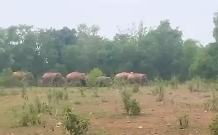 Chakulia में हाथियों का बसेरा, ग्रामीणों में दहशत
