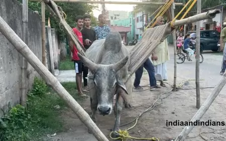 विद्याापति नगर, बारीडीह में घायल बैल का बचाव अभियान!