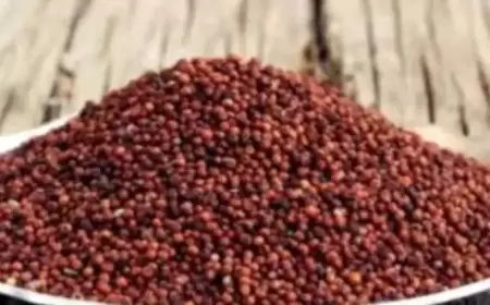 क्या आपका वजन तेजी से बढ़ रहा है? इस सुपरफूड को अपने आहार में शामिल करें और पाएं चमत्कारी परिणाम!