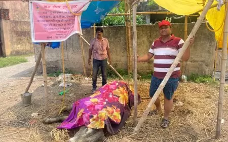 क्या डॉक्टर की लापरवाही ने ली बैल की जान? विद्यापति नगर की दिल दहला देने वाली घटना!