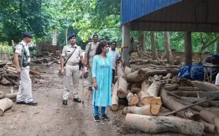 जादूगोड़ा के आरा मिल में जमशेदपुर एसडीओ का छापा, 15 ट्रैक्टर लकड़ियां जब्त, दो हिरासत में