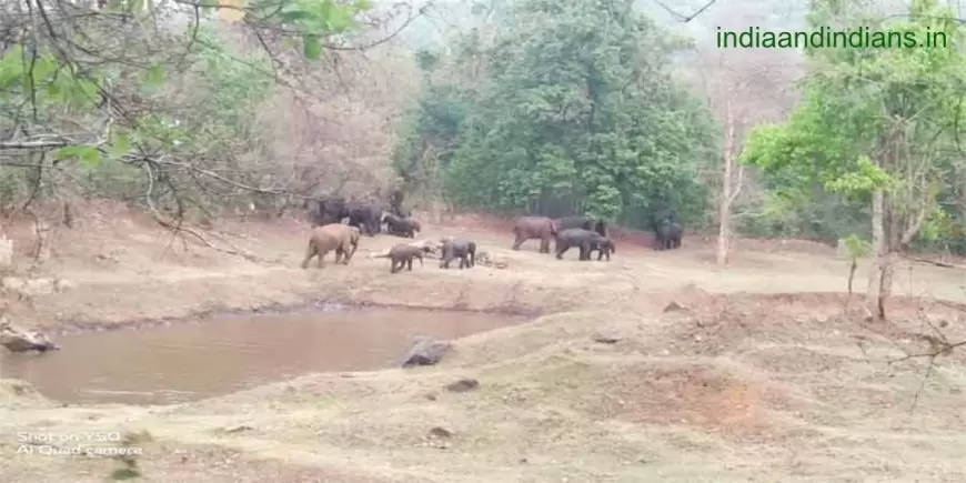 हाथी का आतंक: चाकुलिया में दीवार तोड़ी और अनाज खाया