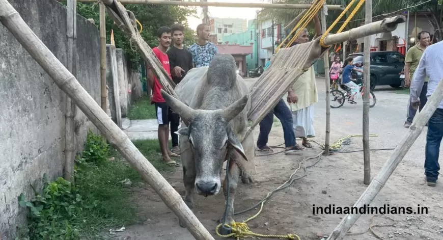 विद्याापति नगर, बारीडीह में घायल बैल का बचाव अभियान!