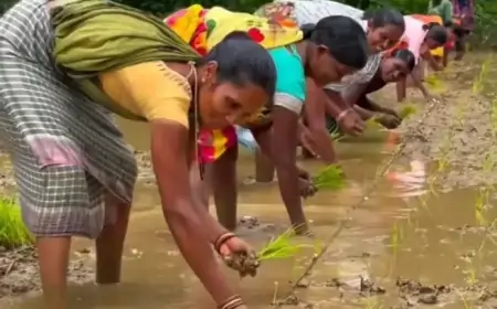 झारखंड में किसानों की खुशी का कारण: मॉनसून की बारिश से बढ़ी खेती की रफ्तार!