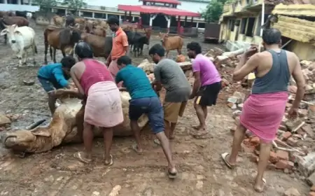 जुगसलाई में गौशाला की दीवार गिरी, कई मवेशियों की दबकर मौत