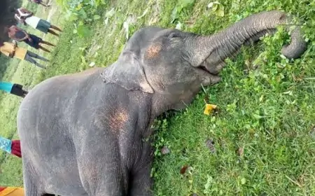 ईचागढ़ में मादा हाथी की रहस्यमय मौत, ग्रामीणों ने की पूजा-अर्चना