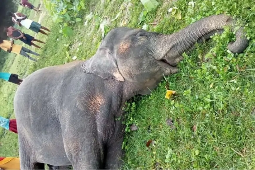 ईचागढ़ में मादा हाथी की रहस्यमय मौत, ग्रामीणों ने की पूजा-अर्चना