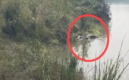 जमशेदपुर सीमा पर डोबो के पास स्वर्ण रेखा नदी में मिली अज्ञात शव की रहस्यमय स्थिति