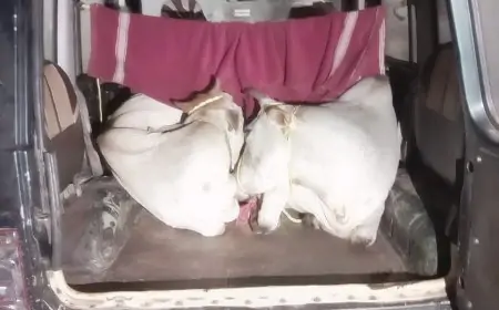 नोवामुंडी में मवेशी तस्करी का बड़ा खुलासा, टाटा स्टील के सुरक्षा गार्ड ने पकड़ी बोलेरो