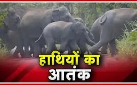 गढ़वा में हाथियों का आतंक: दो माह में 4 मौतें, वन विभाग नाकाम
