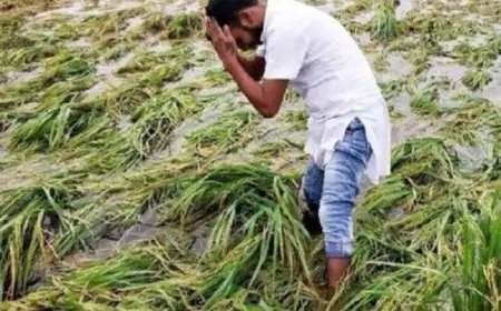 हाथियों के हमले से किसानों की फसल बर्बाद, ग्रामीणों में दहशत