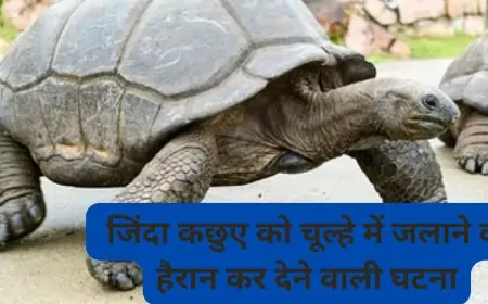 सहारनपुर में जिंदा कछुए को चूल्हे में जलाने की हैरान कर देने वाली घटना, क्या इंसानियत की हदें पार हो गई हैं?