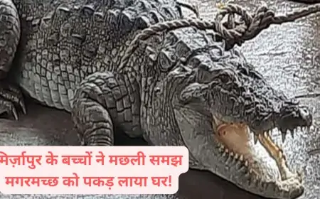 क्या आपने सुना? मिर्ज़ापुर के बच्चों ने मछली समझ मगरमच्छ को पकड़ लाया घर! जानिए कैसे हुआ यह अजीबोगरीब हादसा!