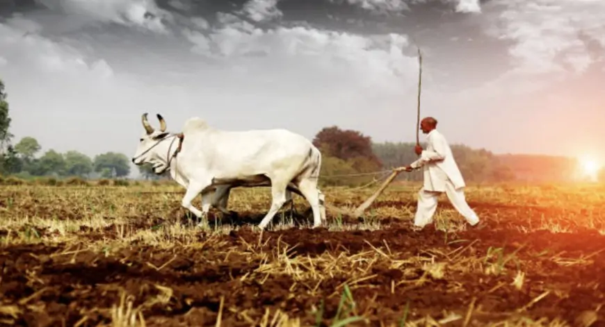 किसानों की दुर्दशा  - विजय मीणा,राजस्थान