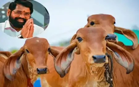 महाराष्ट्र सरकार ने देशी गाय को दिया ‘राज्यमाता’ का दर्जा, गौशालाओं को मिलेगी सब्सिडी