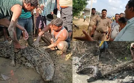 गोविंदपुर टिकरिया गांव में पकड़ा गया 8 फीट का मगरमच्छ, ग्रामीणों ने ली राहत की सांस!