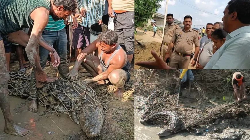 गोविंदपुर टिकरिया गांव में पकड़ा गया 8 फीट का मगरमच्छ, ग्रामीणों ने ली राहत की सांस!