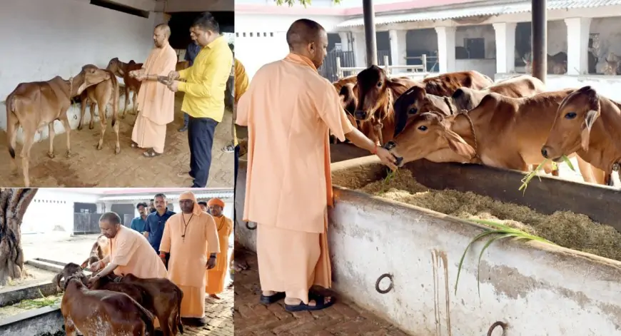 मुख्यमंत्री योगी का देवीपाटन मंदिर में विशेष पूजन: मां पाटेश्वरी की आराधना और गोशाला में गुड़-चारा खिलाया