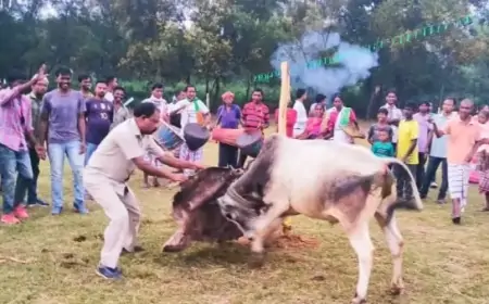 सोहराय पर्व पर घाटशिला में आयोजित देश बांदना कार्यक्रम, ग्रामीणों ने मनाई आदिवासी परंपराएं