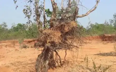Chakulia Mining: जंगल में अवैध खनन से बर्बादी का मंजर, वन विभाग मूकदर्शक