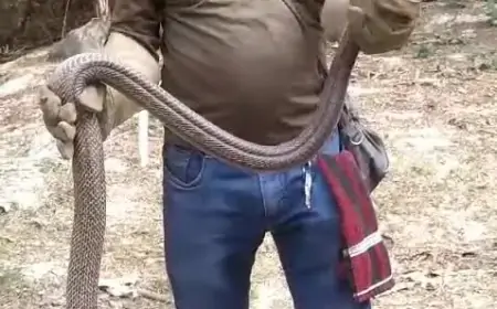 Jamshedpur Rescue: 30 साल पुराना कोबरा पकड़ा, जानिए कैसे छोटू स्नेक ब्वॉय ने किया रेस्क्यू