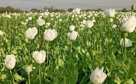 Bariatu: अफीम की खेती पर हुई बड़ी कार्रवाई, ग्रामीणों में हड़कंप