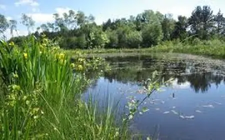 Jhumpur: नवजात शिशु का शव तालाब से बरामद, पुलिस में मचा हड़कंप