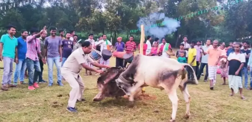 सोहराय पर्व पर घाटशिला में आयोजित देश बांदना कार्यक्रम, ग्रामीणों ने मनाई आदिवासी परंपराएं