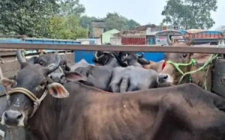 Giridih Raid: पुलिस ने मवेशी तस्करी के खिलाफ किया बड़ा खुलासा, 6 गाड़ियां पकड़ी