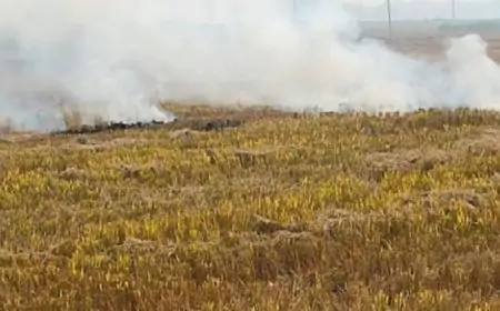 Nawada Straw Burning : धान पराली जलाने से खेतों की उर्वरता घट रही, प्रदूषण बढ़ रहा
