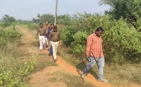 Odisha Tiger ने फिर किया आतंक, क्या वन विभाग की टीम पकड़ पाएगी उसे? जानिए क्या हो रहा है!