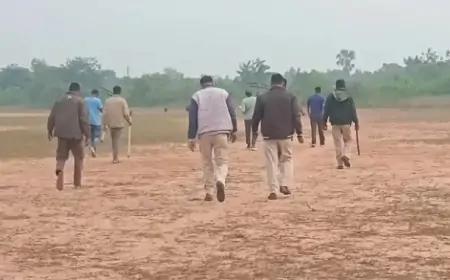 Chakulia Tiger Alert: चाकुलिया के जंगलों में जिन्नत बाघिन का खौफ, वन विभाग की पकड़ से अब भी दूर!