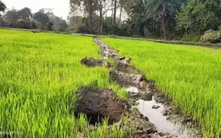 Jharkhand Elephant Problem: बहरागोड़ा में हाथियों का तांडव, किसान परेशान, वन विभाग पर सवाल!