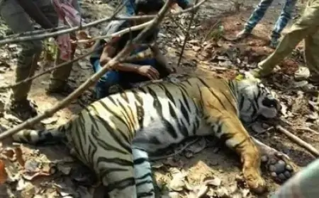Chakulian Tiger Caught: ओड़िशा से भागी बाघिन को बंगाल के बांकुड़ा में पकड़ा, ग्रामीणों में खुशी की लहर