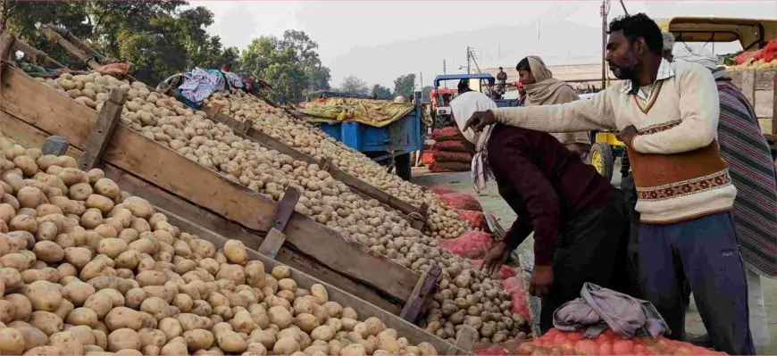 Jharkhand Alert: आलू की आपूर्ति पर बंगाल का कड़ा रुख, कीमतों में हो सकती है भारी वृद्धि