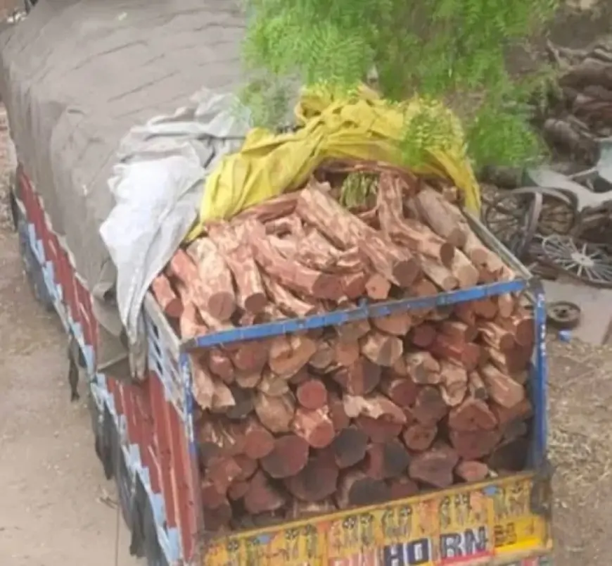 Illegal Wood Seized : जमशेदपुर अवैध लकड़ी कारोबार पर बड़ी कार्रवाई: बोड़ाम में सीओ ने पकड़ा लकड़ी से भरा ट्रक