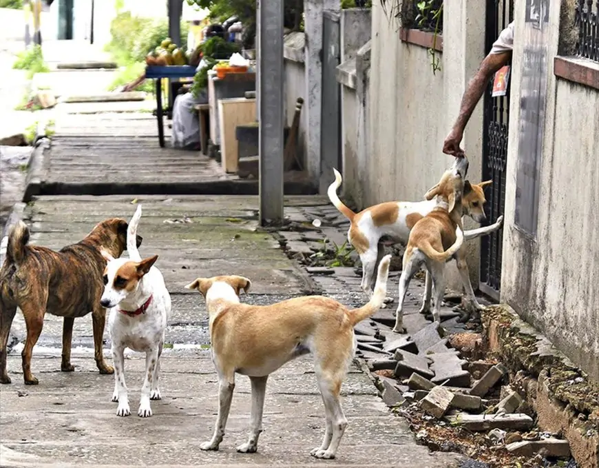 Dhanbad Dogs: ठंड में कुत्तों का आतंक, रोज 90 से ज्यादा लोग हो रहे डॉग बाइट का शिकार