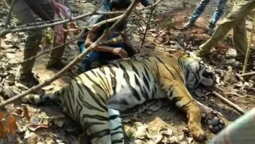 Chakulian Tiger Caught: ओड़िशा से भागी बाघिन को बंगाल के बांकुड़ा में पकड़ा, ग्रामीणों में खुशी की लहर