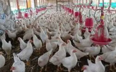 Chicken Farm Theft: मुर्गा फार्म में चोरी का खुलासा, आठ दिनों में पुलिस ने किया पर्दाफाश!