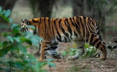 Garhwa Tiger Attack: बाघ की दहशत, मवेशी को मार डाला, वन विभाग ने जारी किया अलर्ट