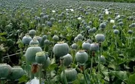 Opium Destruction: चौपारण में ग्रामीणों ने 3 एकड़ में लगी अफीम की खेती को नष्ट किया