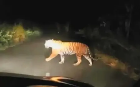 Saraikela  Tiger Threat - सरायकेला के चांडिल में बाघ का आतंक, सूमो वाहन पर किया हमला