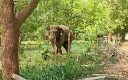 Chakulia Wild Elephants : हाथियों का उत्पात बढ़ा, गौशाला और फैक्ट्री में भारी नुकसान!