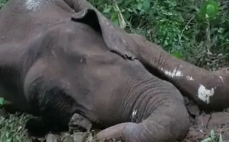 Chaibasa Mystery elephant Death: संदिग्ध परिस्थितियों में मिली हथिनी की लाश, मौत के रहस्यों ने बढ़ाई चिंता