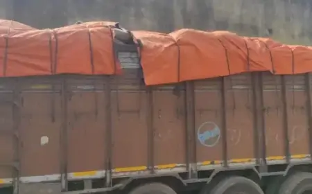 Jamshedpur Elephant Terror : चाकुलिया में एफसीआई गोदाम में हाथियों का उत्पात, ट्रक का तिरपाल फाड़ा!