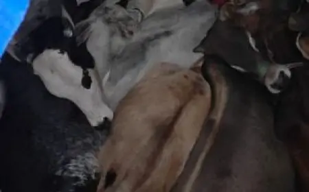 Giridih Action: मवेशी तस्करी का बड़ा खुलासा, दो ट्रक जब्त, जानिए कैसे पकड़े गए आरोपी!